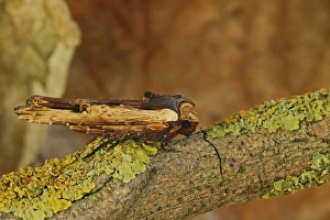 Red Sword-grass Moth (Xylena vetusta) adult, resting on lichen covered twig, Norfolk, England, October