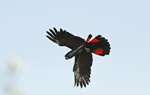 Queens Land Prints: Red-tailed Black-cockatoo (Calyptorhynchus banksii) adult