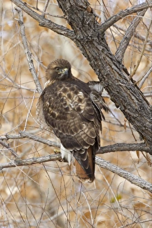 Red Tailed Prints: Red-tailed Hawk (Buteo jamaicensis) adult