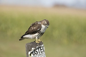 Private Prints: Red-tailed Hawk (Buteo jamaicensis) immature