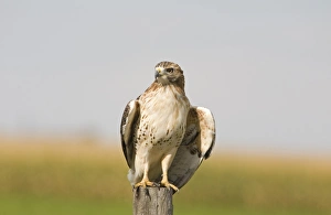 Red-tailed Hawk (Buteo jamaicensis) immature, perched on post, North Dakota, U. S. A. september