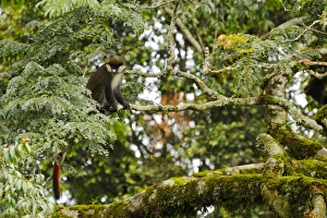 Rwandan Prints: Red-tailed Monkey (Cercopithecus ascanius) adult