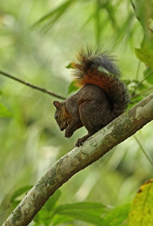 Rodent Prints: Red-tailed Squirrel (Sciurus granatensis) adult