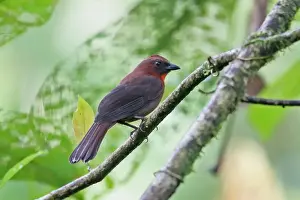 Red Throated Prints: Red-throated Ant-tanager (Habia fuscicauda willisi) adult male