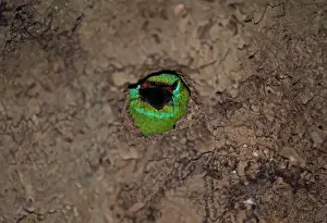 Nest Prints: Red-throated Barbet (Megalaima mystacophanos mystacophanos) adult female
