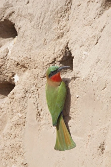 Red-throated Bee-eater (Merops bullocki) adult, at nesthole entrance, Gambia, February