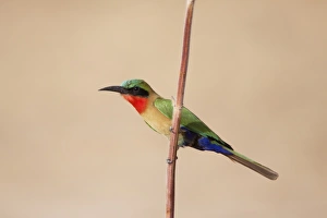 Red-throated Bee-eater (Merops bullocki) adult, perched on stem, Gambia, February