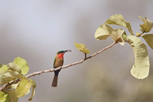 Red-throated Bee-eater (Merops bullocki) adult, with insect prey in beak, perched on twig, Gambia, February