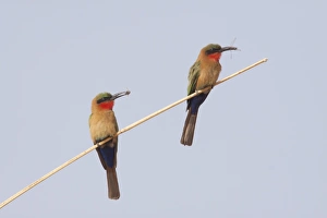Killed Prints: Red-throated Bee-eater (Merops bullocki) two adults