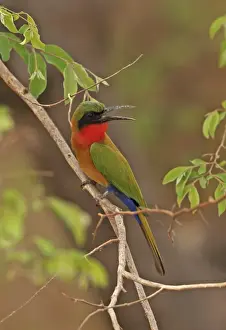 Pants Prints: Red-throated Bee-eater (Merops bullocki bullocki) adult