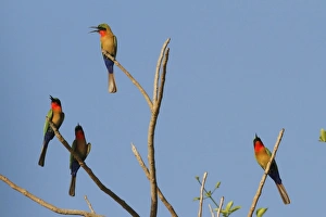 Red Throated Prints: Red-throated Bee-eater (Merops bulocki) four adults