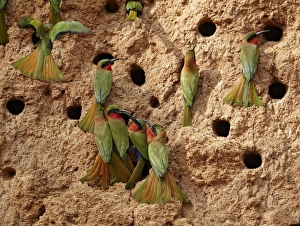 Red-throated Bee-eater (Merops bulocki) adults, flock at nestholes, nesting colony on riverbank, Niokolo-Koba, Senegal, february