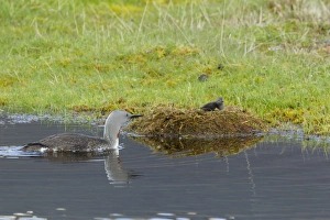 Red-throated Diver (Gavia stellata) adult, breeding plumage, swimming towards chick in nest at edge of water, Iceland