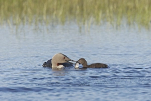 Red-throated Diver (Gavia stellata) adult, summer plumage, feeding fish to chick on water, Finland