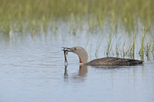 Red-throated Diver (Gavia stellata) adult, summer plumage, with fish in beak, swimming, Finland