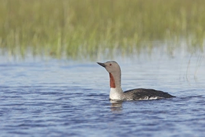 Red-throated Diver (Gavia stellata) adult, summer plumage, swimming, Finland