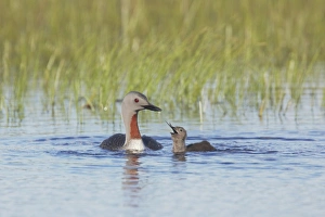 Red-throated Diver (Gavia stellata) adult, summer plumage, feeding fish to chick on water, Finland