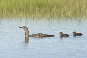 Red-throated Diver (Gavia stellata) adult, summer plumage, with two chicks, swimming, Finland
