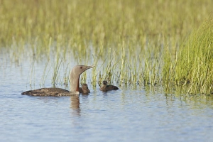 Red-throated Diver (Gavia stellata) adult, summer plumage, with two chicks, swimming, Finland