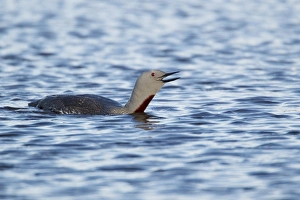 Red-throated Diver (Gavia stellata) adult, summer plumage, calling, swimming on loch, Shetland Islands, Scotland, June