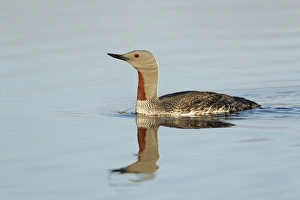 Red-throated Diver (Gavia stellata) adult, summer plumage, swimming on loch, Shetland Islands, Scotland, June