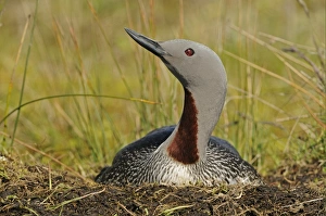 Red-throated Diver (Gavia stellata) adult, breeding plumage, sitting on nest, Iceland, June