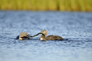 Red-throated Diver (Gavia stellata) adult, breeding plumage, feeding chick with fish on water, Iceland, June