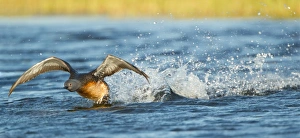 Red-throated Diver (Gavia stellata) adult, breeding plumage, taking off from water, Iceland, June
