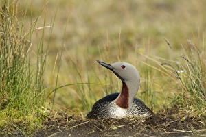 Red-throated Diver (Gavia stellata) adult, breeding plumage, sitting on nest, Iceland, June