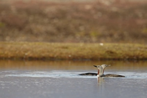 Red-throated Diver (Gavia stellata) adult pair, breeding plumage, swimming on small pool in arctic tundra, Svalbard