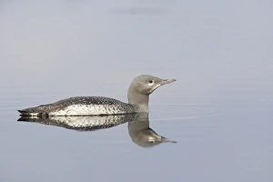 Red Throated Prints: Red-throated Diver (Gavia stellata) mature chick, swimming, Finland