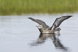 Red-throated Diver (Gavia stellata) mature chick, stretching wings on water, Finland