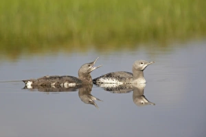 Red Throated Prints: Red-throated Diver (Gavia stellata) two mature chicks