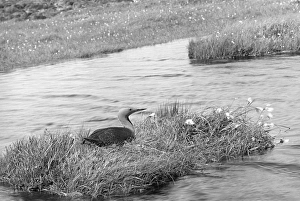 Eric Prints: Red throated Diver - Hoy Orkney. Taken by Eric Hosking in 1946