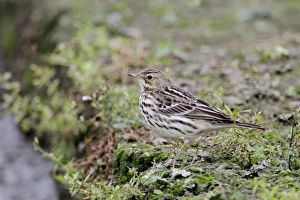Oriental Prints: Red-throated Pipit (Anthus cervinus) adult