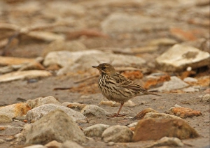 Pipits Prints: Red-throated Pipit (Anthus cervinus) adult