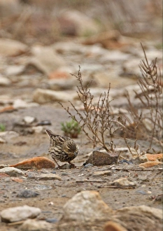 Red-throated Pipit (Anthus cervinus) adult, migrant, foraging on stony beach, Beidaihe, Hebei, China, may