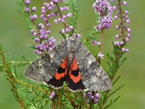 Red Underwing Moth (Catocala nupta) adult, exposing hindwing colour, resting on Common Heather (Calluna vulgaris)