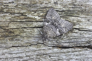 Under Wing Prints: Red Underwing Moth (Catocala nupta) adult, resting on log, Essex, England