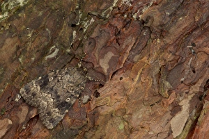 Red Underwing Moth (Catocala nupta) adult, resting on pine bark, Sheffield, South Yorkshire, England, August