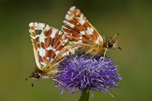 Plateau Prints: Red Underwing Skipper (Spialia sertorius) adult pair