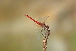 Odonata Prints: Red-veined Darter (Sympetrum fonscolombii) adult male