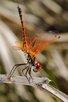 Odonata Prints: Red-veined Dropwing (Trithemis arteriosa) adult