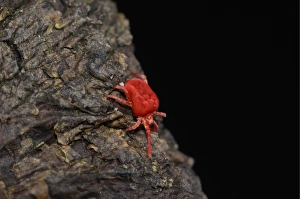 Mite Prints: Red Velvet Mite (Eutrombidium rostratus) adult