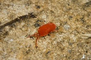 Mite Prints: Red Velvet Mite (Trombidium sp. ) adult, Spain