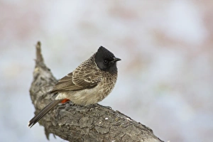 Red-vented Bulbul (Pycnonotus cafer) adult, perched on branch, Keoladeo Ghana N. P. (Bharatpur), Rajasthan, India