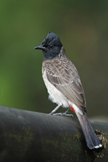 Red-vented Bulbul (Pycnonotus cafer cafer) adult, perched on branch in lowland rainforest, Siharaja Forest Reserve