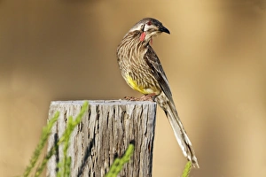 Meliphagidae Prints: Red Wattlebird (Anthochaera carunculata) adult
