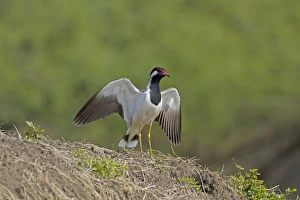 Rajasthan Prints: Red-wattled Lapwing (Vanellus indicus) adult