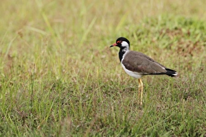 Red-wattled Lapwing (Vanellus indicus) adult, standing on grass, Bundala N. P. Sri Lanka, January
